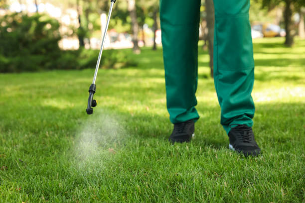 Best Flea Control Services  in Lackland Af, TX