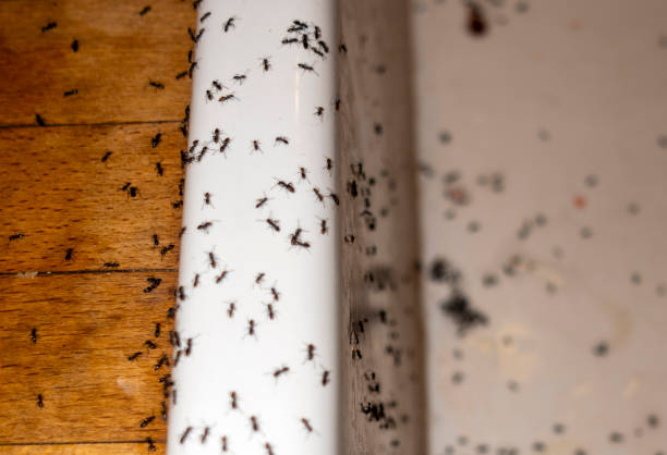 Flea Control Services in Lackland Af, TX