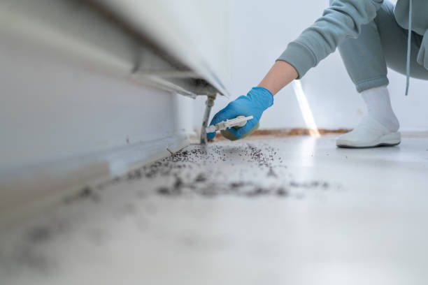 Best Termite Control Services  in Lackland Af, TX